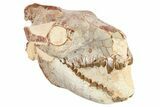 Fossil Oreodont (Merycoidodon) Skull - South Dakota #263495-2